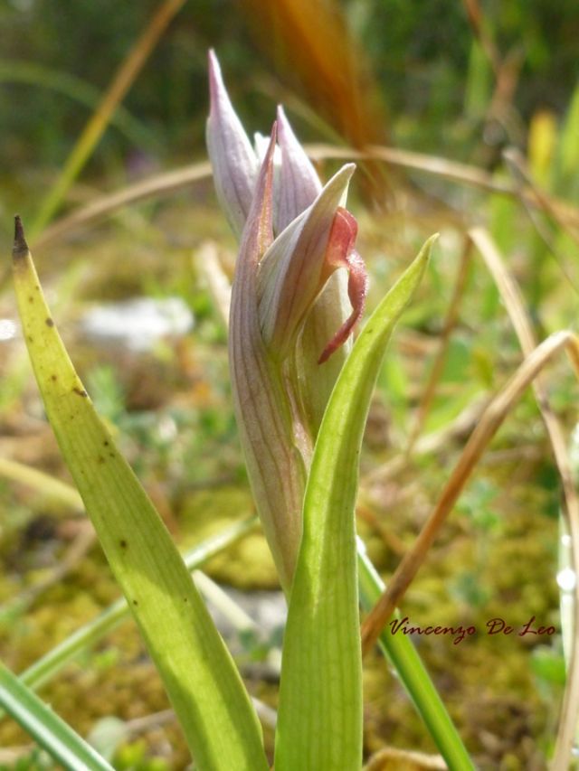 Serapias parviflora